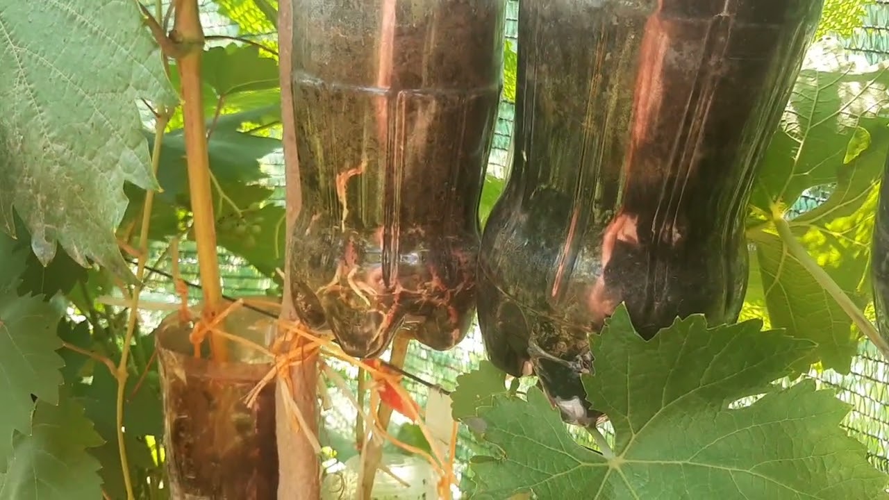 Воздушные отводки пустили корни - сколько дней прошло