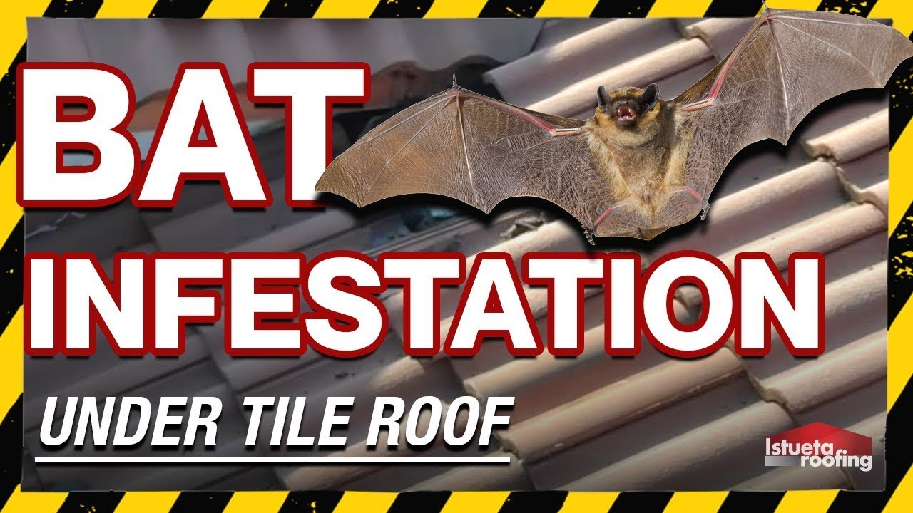 Bat Removal Englishtown NJ - Pest Control Englishtown NJ - NEW NUMBER (862) 658-2086