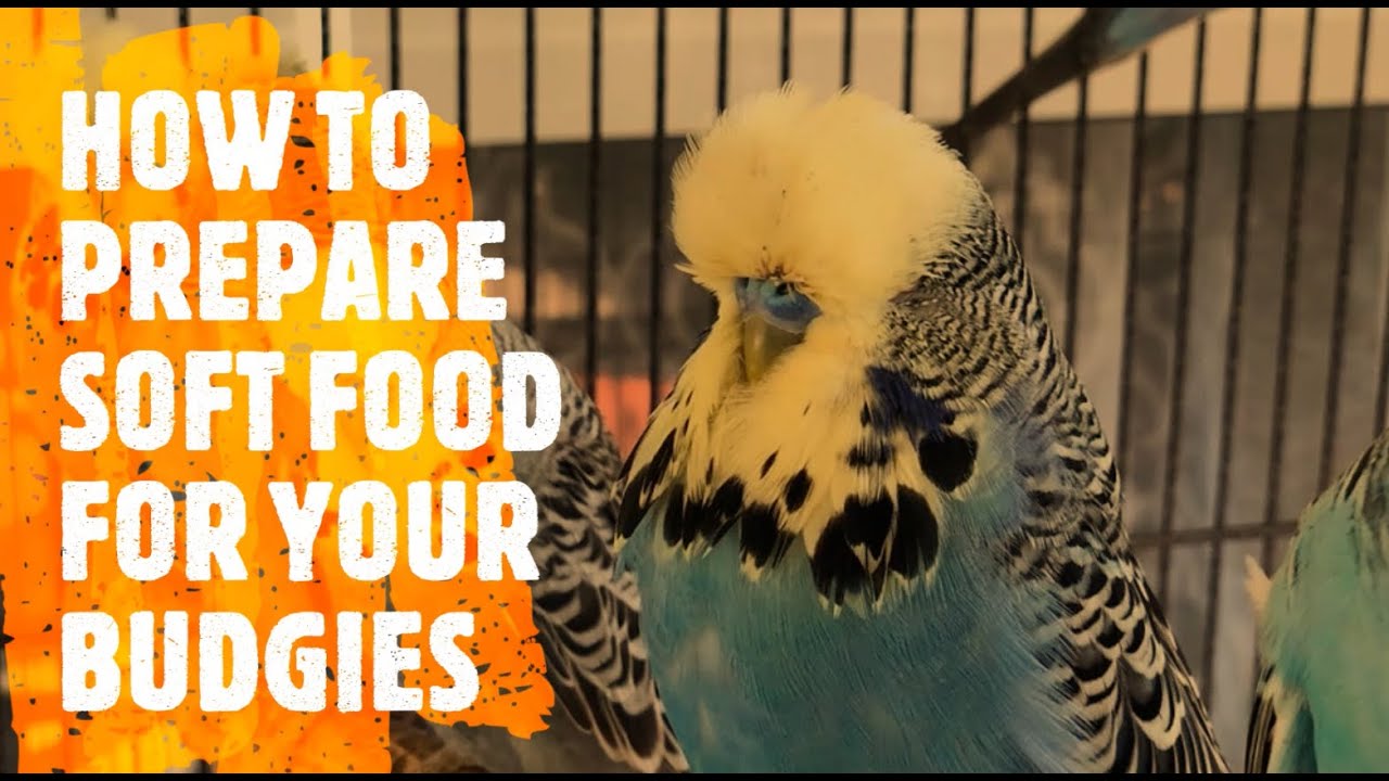 ENGLISH BUDGIES - how to prepare soft food