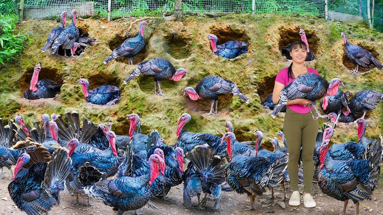 Harvesting 1000+ Giant Turkeys, Use 3-Wheel Truck Go to Market Sell & Cook Spicy Banana Soup