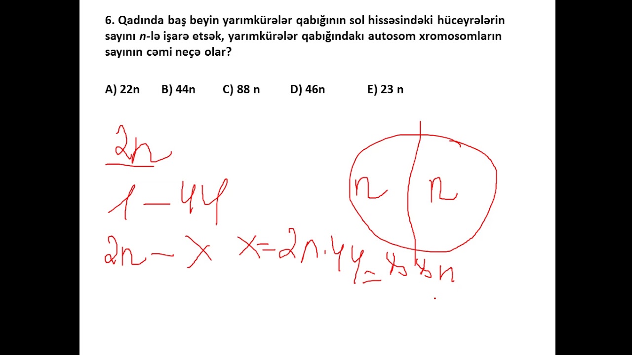 Sinir sistemi məsələ həlli
