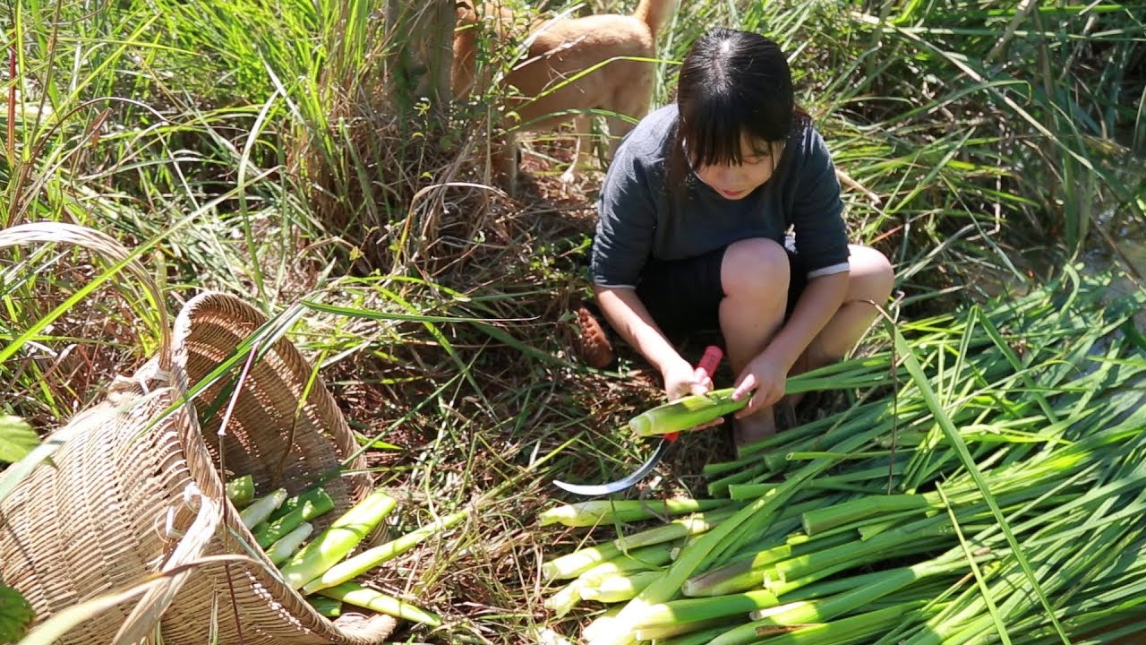 【二米炊烟】山上长着一大片野茭白，是难得的山间美味，采回家做顿美味大餐吃
