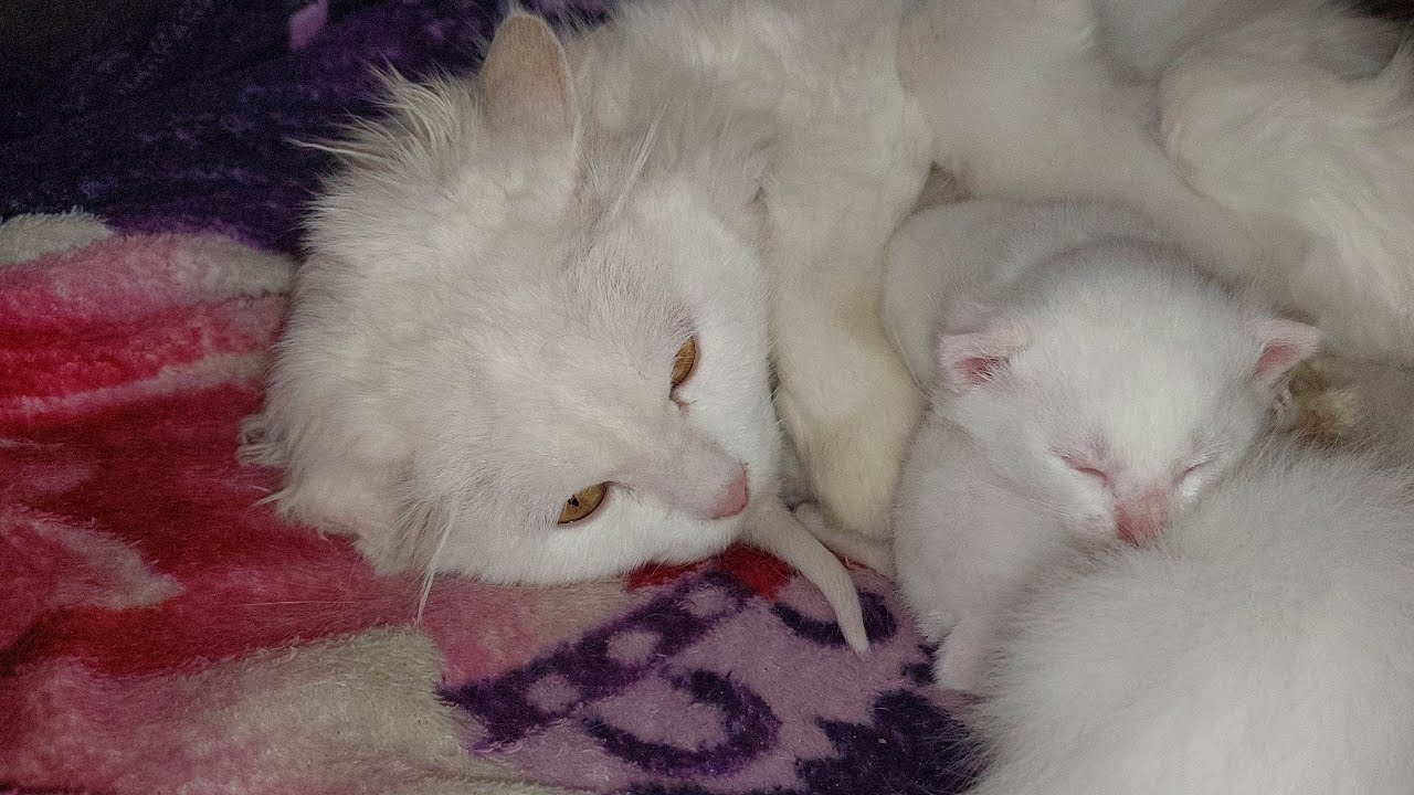 mother Cat Not Leaving Her Kittens at all