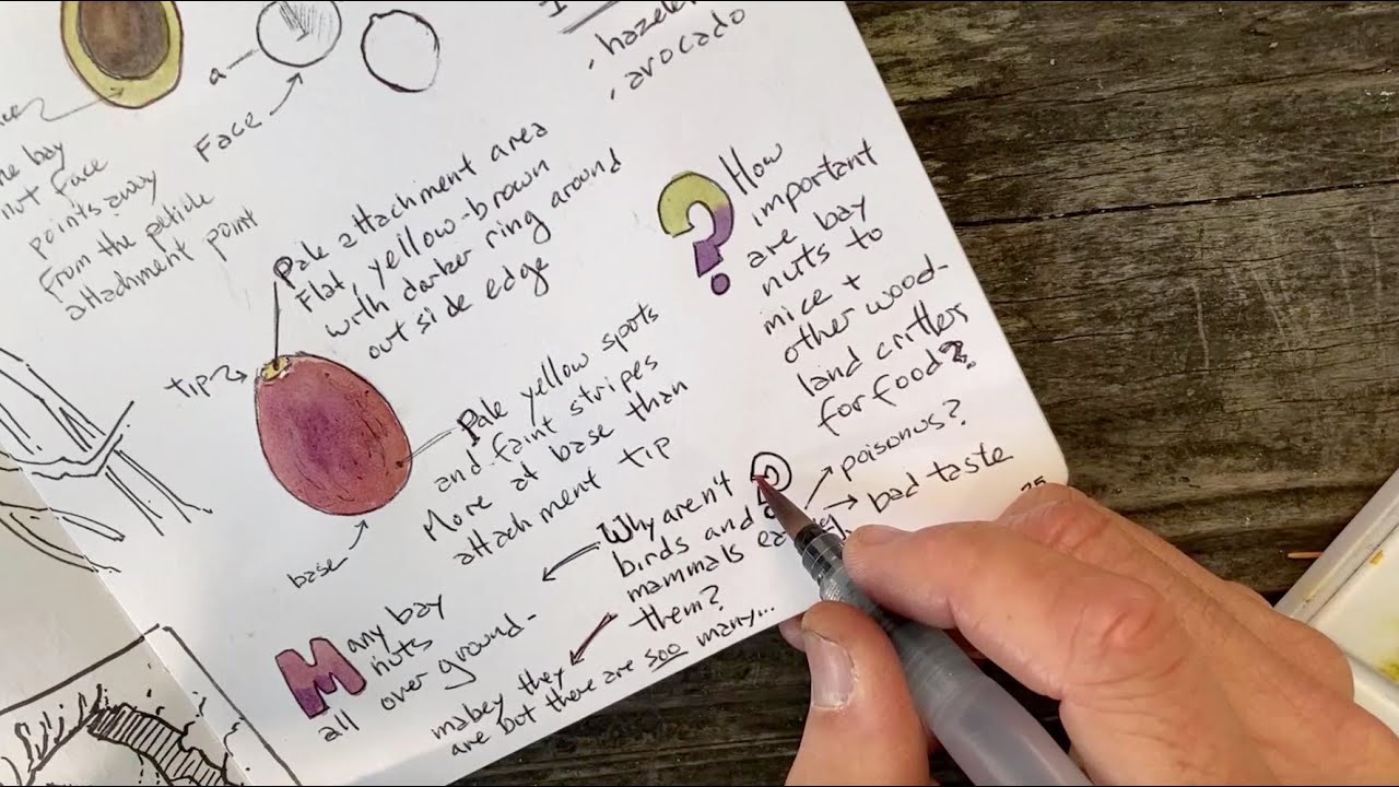 The Nature Journal Connection, Episode 10, Using Words in your Nature Journal