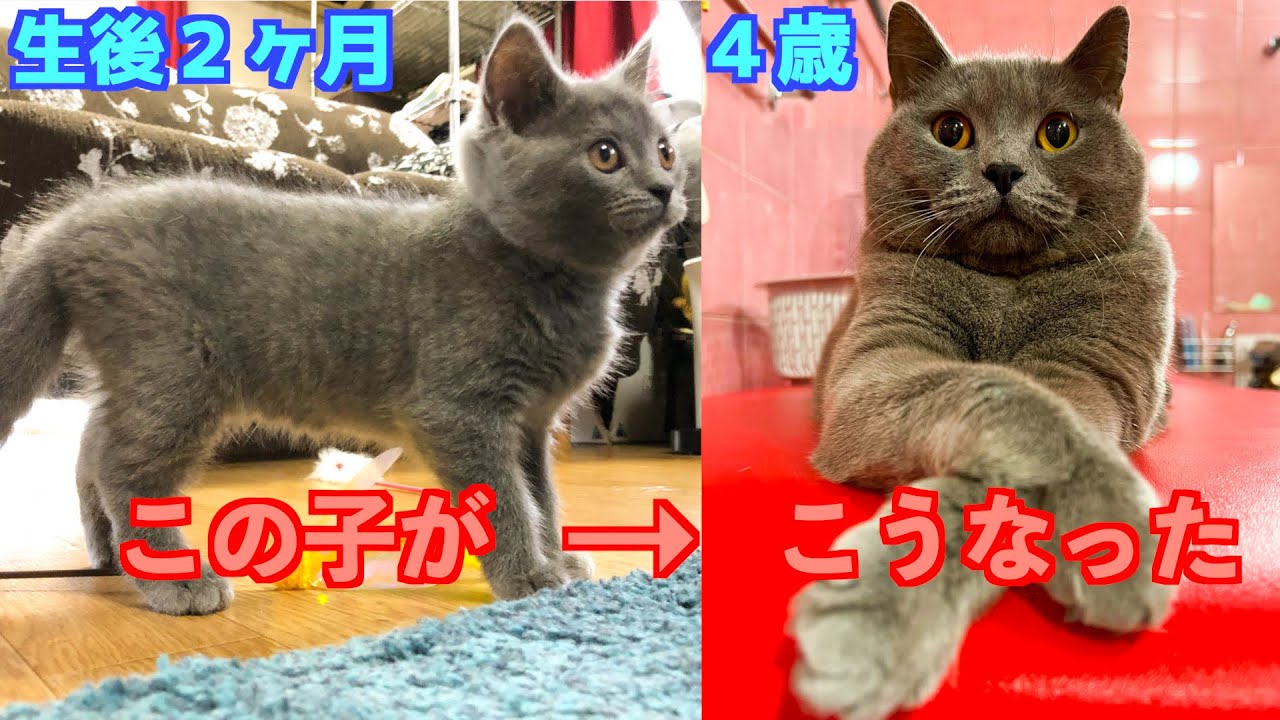 ブリティッシュショートヘアの成長ブログ(生後2ヶ月～4歳まで)家族と過ごす日常にフォーカスした4年間の成長記録