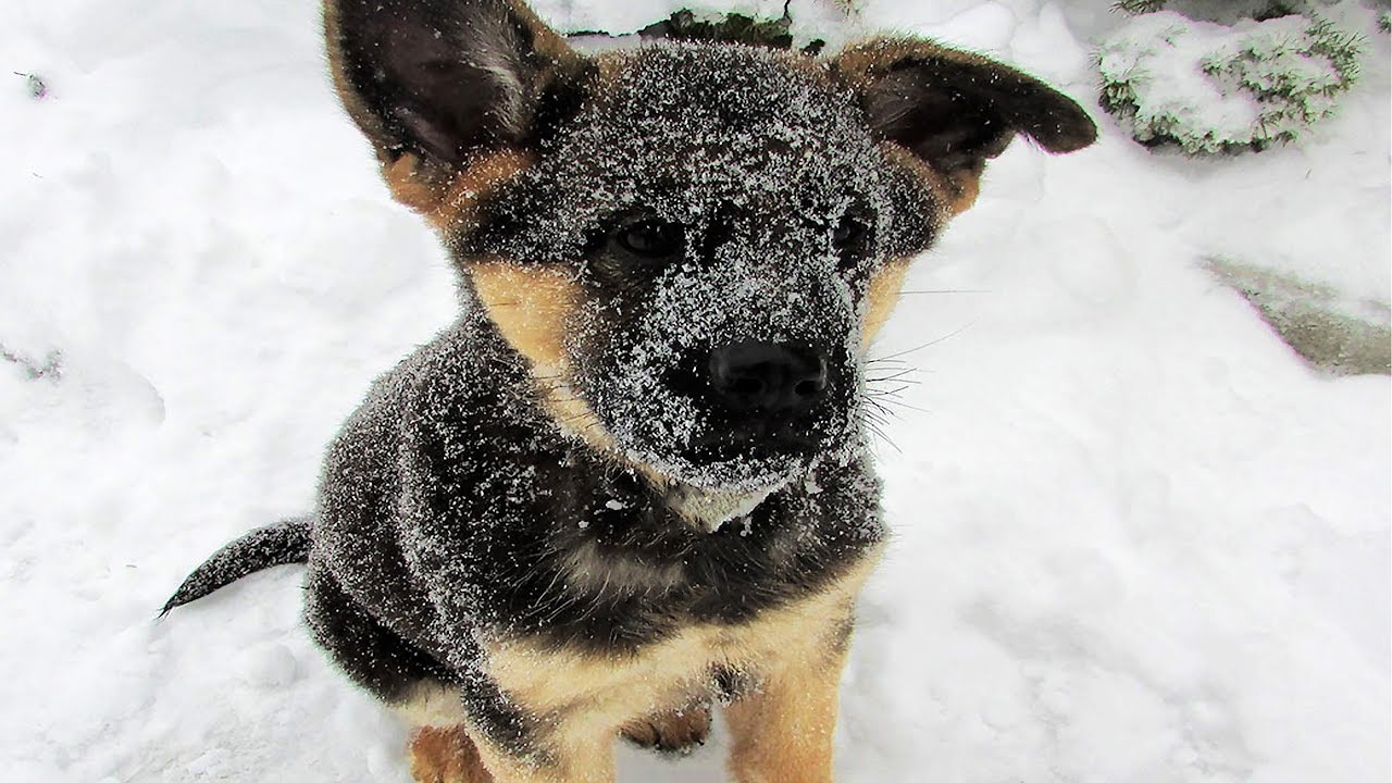 Jeder ärgerte diesen Zwerg Schäferhund, bis er sein Geheimnis offenbarte!