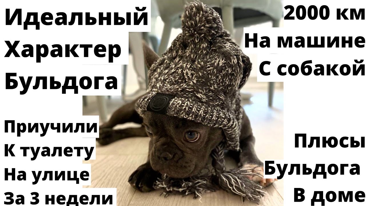 Как приучить собаку к туалету на улице за 3 НЕДЕЛИ/Французский Бульдог Санни/Голубой Окрас