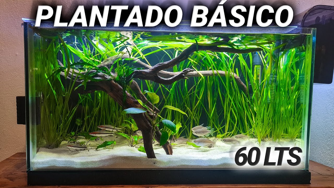 Un acuario plantado FÁCIL, BONITO Y BARATO