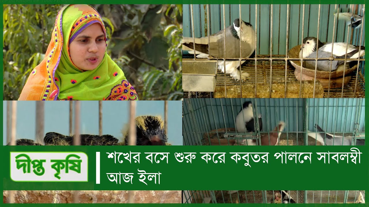 Deepto Krishi/দীপ্ত কৃষি- শখের বসে শুরু করে কবুতর পালনে সাবলম্বী আজ ইলা | রাজশাহী | Deepto TV | 1066