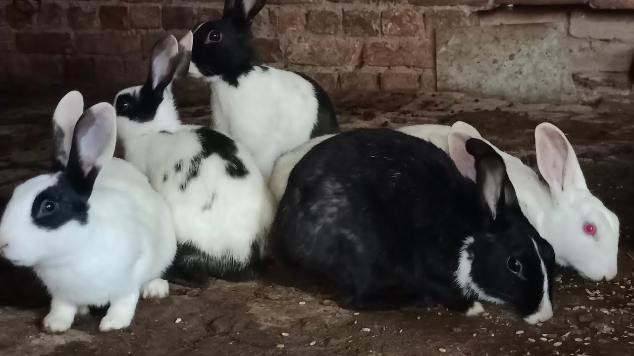 Rabbit vlog 🐇 4 rabbit liye thy 10 Hogy ❤️#dailyvlog #rabbitlife #rabbitvlog  #daniarain #DaniVlogs