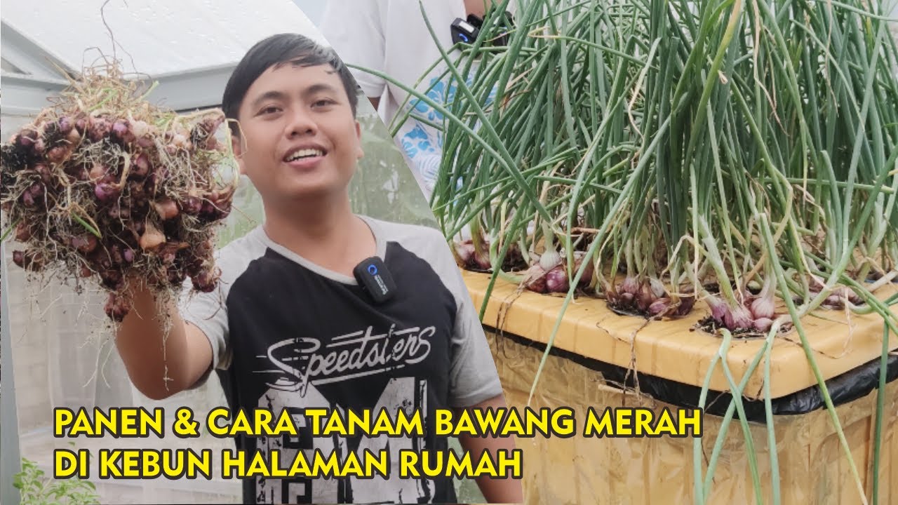 PANEN BAWANG MERAH DI KEBUN HALAMAN RUMAH | + Cara Tanam Bawang Merah Hidroponik Sederhana