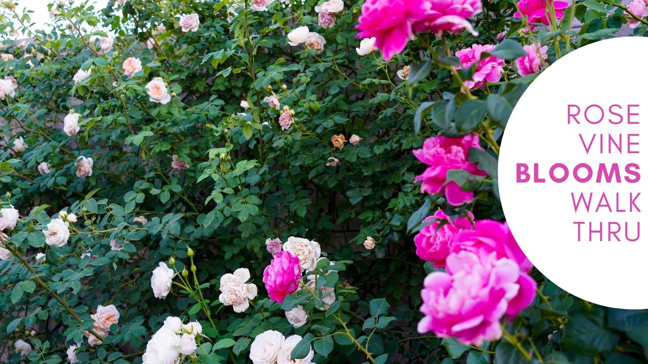 Rose Vine Bloom -- Walkthrough in my Phoenix Rose Garden; Pearly Gates, Bathsheba and more!