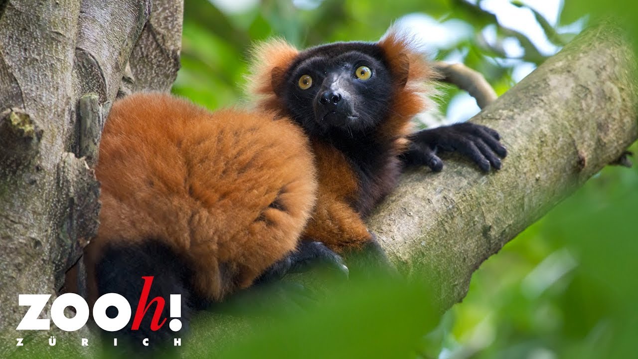 Zoo Zürich Naturschutz: Masoala Regenwald