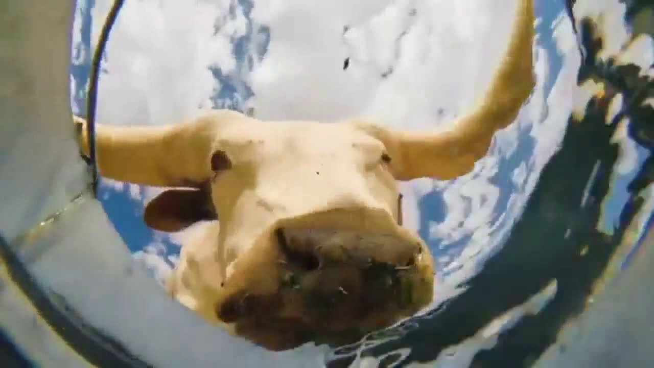 cameraman has decided to put a camera in a water  to see what the animals will be like to drink
