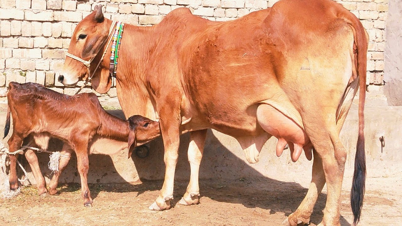 Call me(03433266037)28 February 2026 Sahiwal Barman Cross Cow 🐄 For Sale 