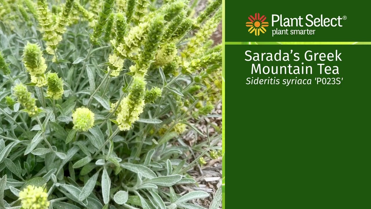 Sarada's Greek Mountain Tea: From Sensory Gardens to Garden Borders