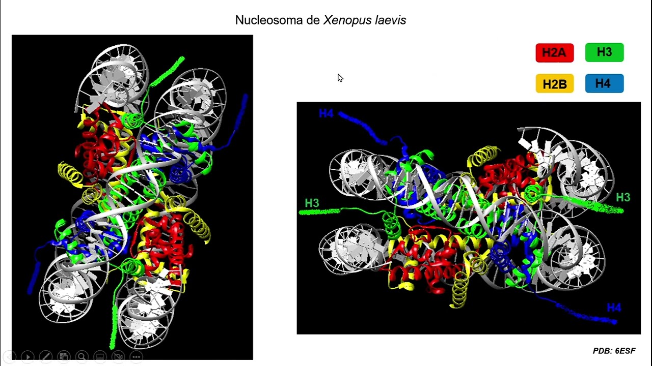 Nucleosomas