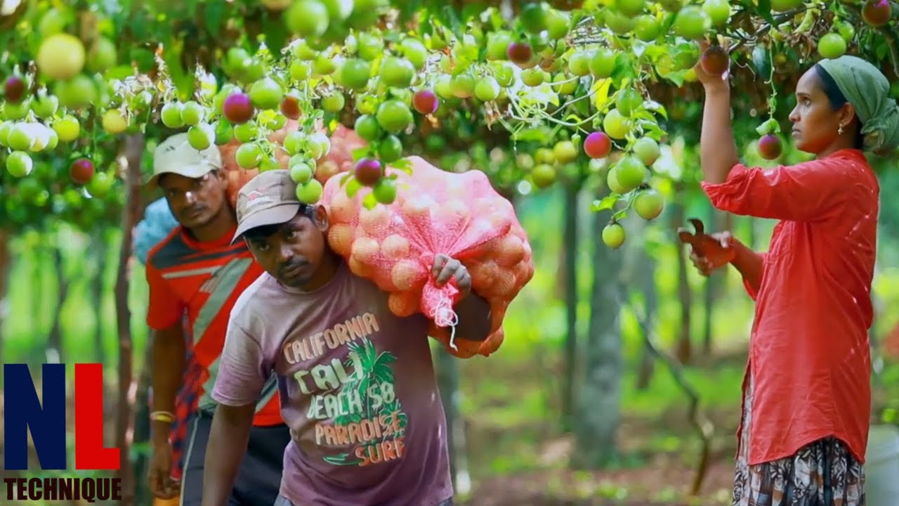 From Farm To Factory: Amazing Passion Fruit Processing Technology