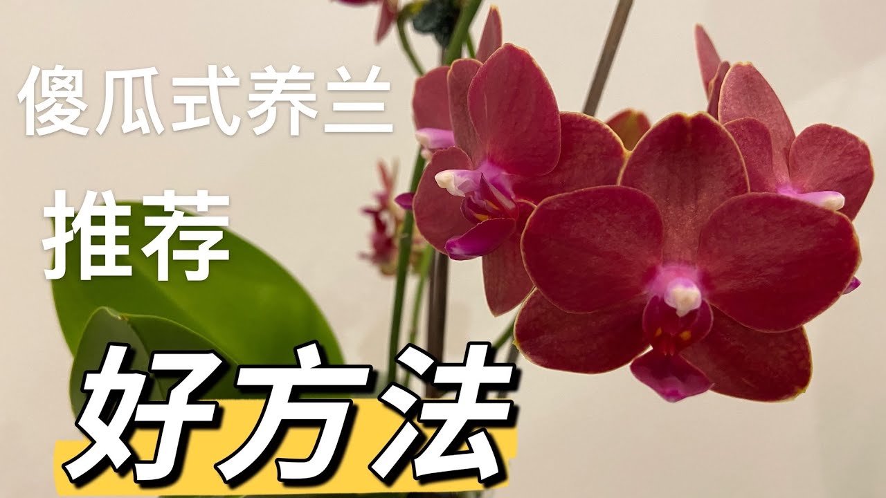 【21399】蝴蝶兰【好方法推荐】傻瓜式养兰，蓄水池法/中空法/单盆法/双盆法 // 静姐说花834