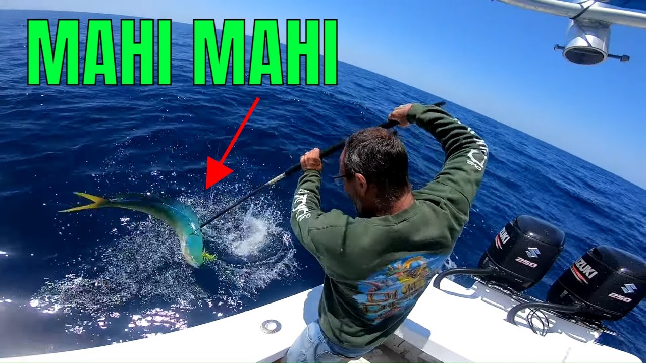 Mahi Mahi fishing with On The Hook Charters out of ponce Inlet