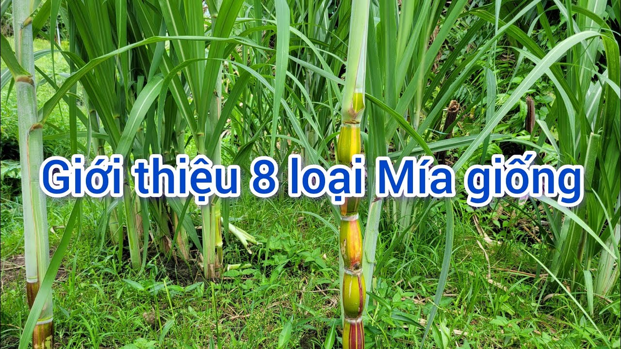 Giới thiệu 8 loại giống mía đang có tại vườn