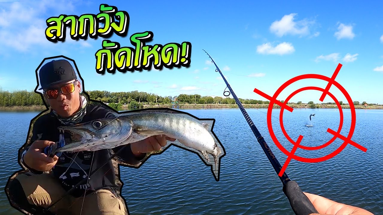 พุ่งกัดโหด!! สากตอปิโด! สาก + กะพงวัง มันส์! Barracuda!
