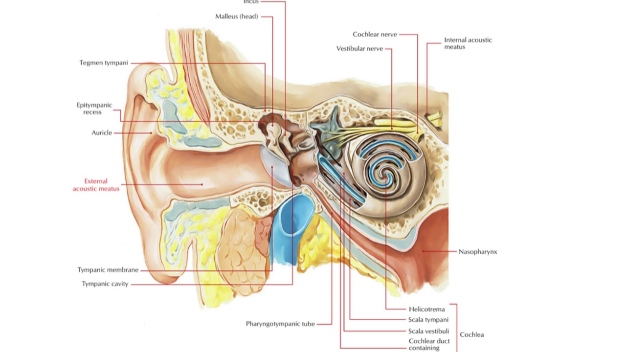 Ozone Ear Insufflation information video