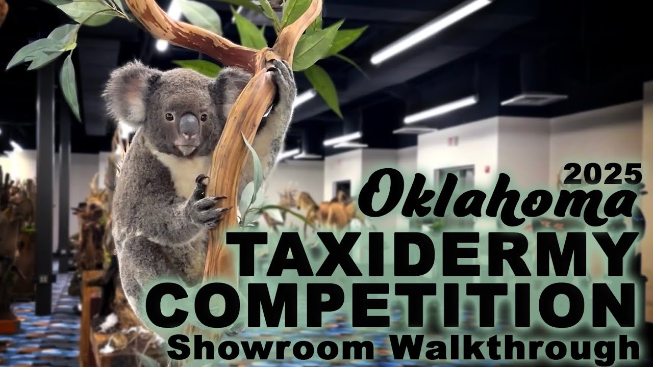 Oklahoma Taxidermy Competition 2025