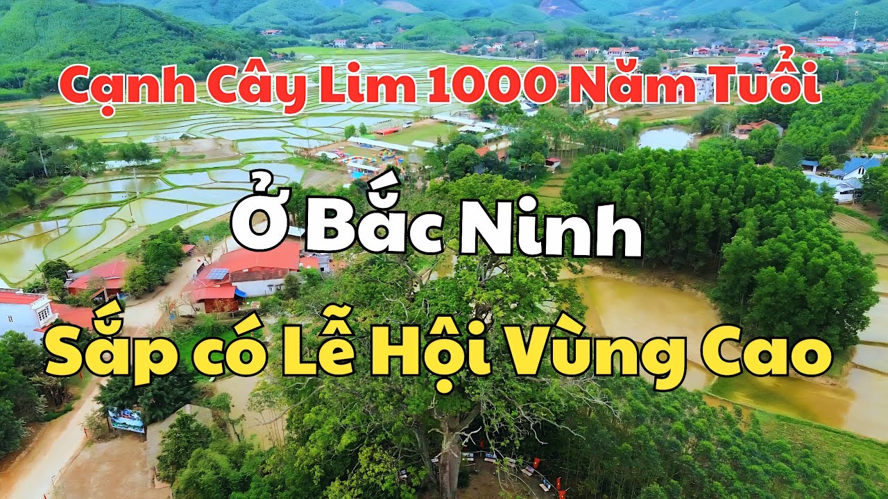 Đến thăm cây Lim nghìn năm tuổi ở Xuân Lung, Bắc Ninh ngày trước Hội 2026