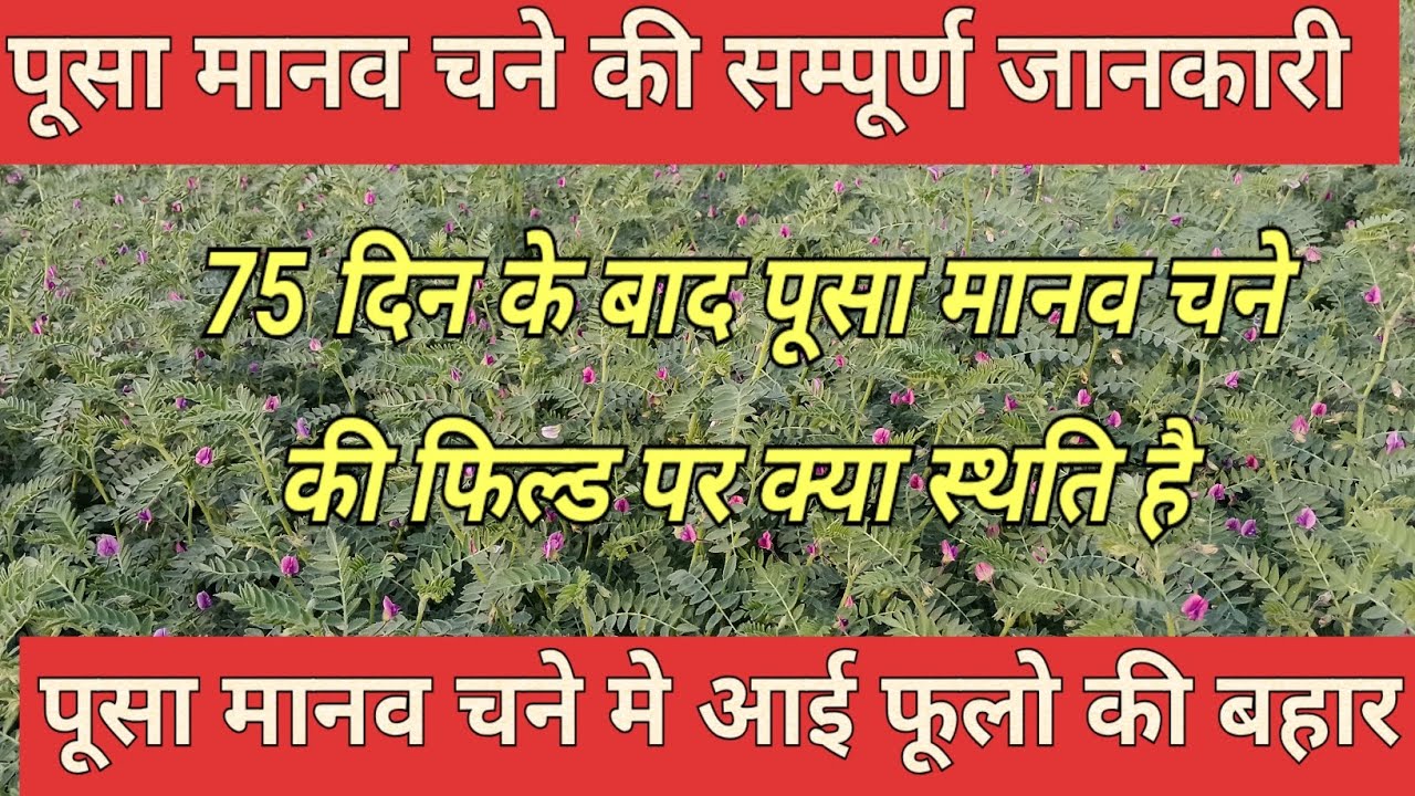 पूसा मानव चने की सम्पूर्ण जानकारी!!पूसा मानव चने की 75 दिन के बाद फिल्ड पर क्या स्थति है!!