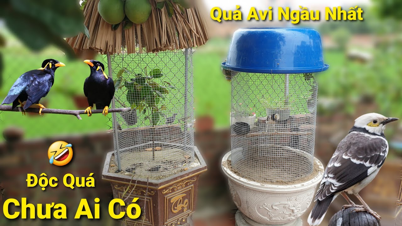 Đã Xong Avi Nuôi Chim Nhỏ Đẹp Dễ Làm,Chuyện Lạ Chim Yểng Hờn Như Trẻ Con.Long Đen
