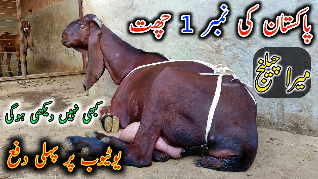 Pakistan's No1 Rooftop Goat Farm In Hafizabad || Rooftop Goat Farm In City- 03218888500