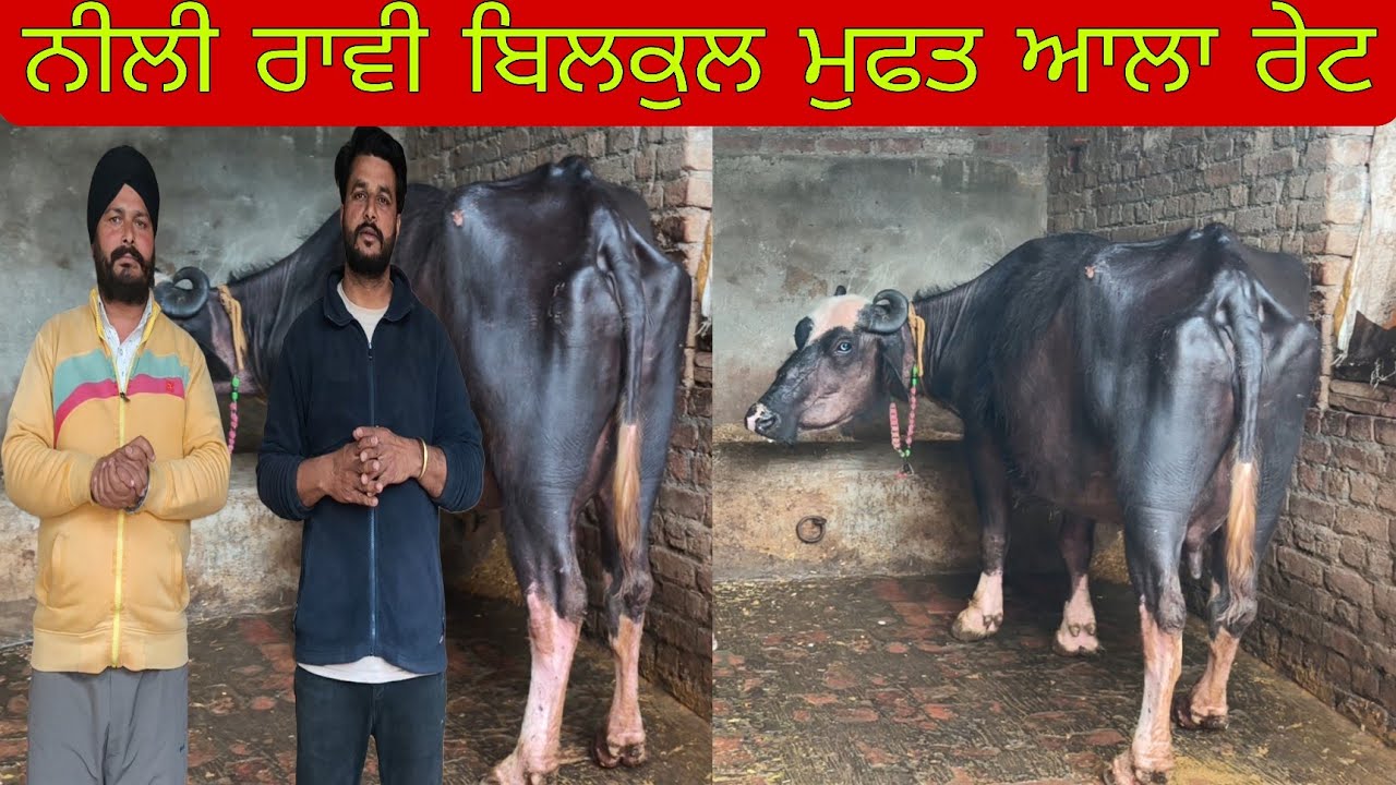 ਫੋਨ ਨੰਬਰ 98159=65751 ਤਾਜ਼ੀਆਂ ਸੂਈਆਂ ਝੋਟੀਆਂ ਬਿਲਕੁਲ ਮੁਫਤ ਆਲਾ ਰੇਟ #subscribemychannel 