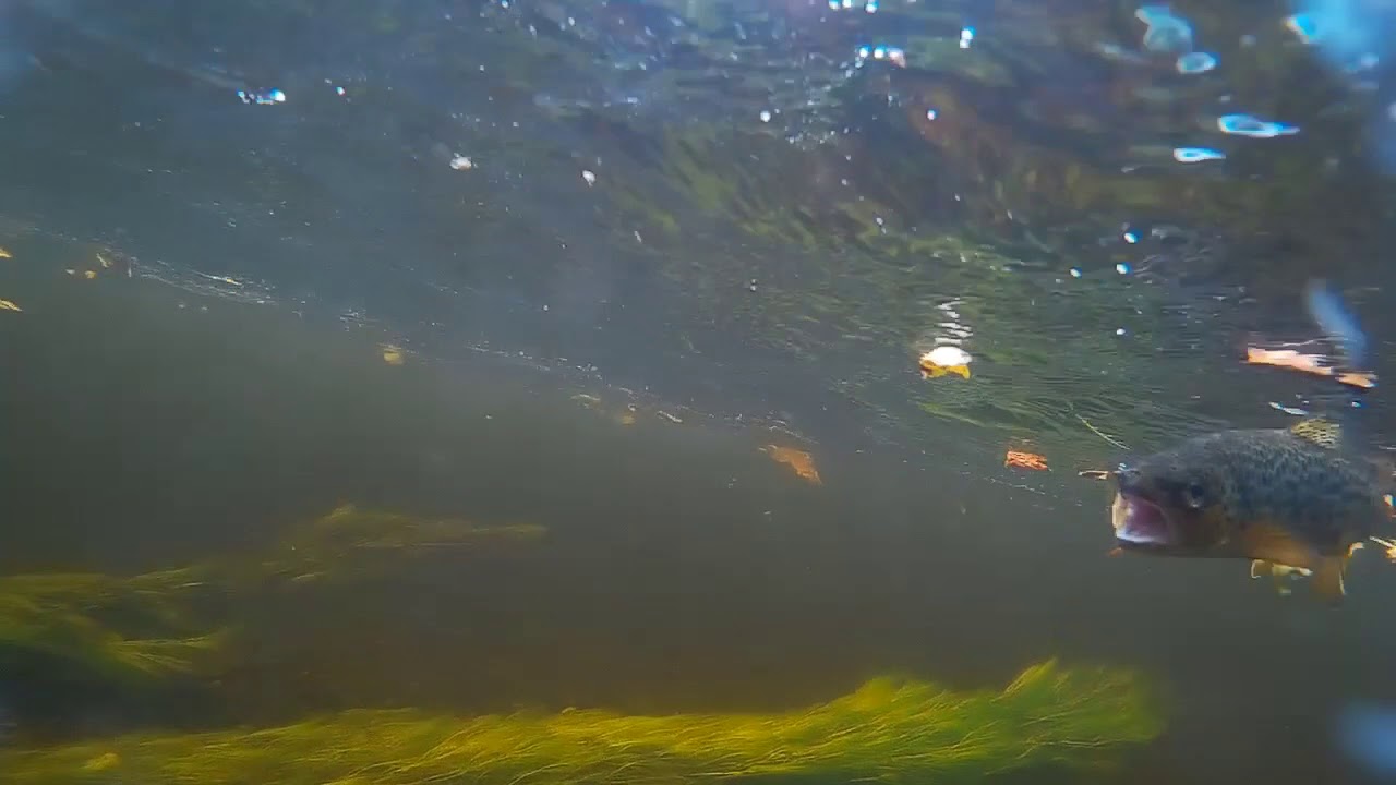 Fly Fishing for Wild Brown Trout with Soft Hackle Spiders.(HD)