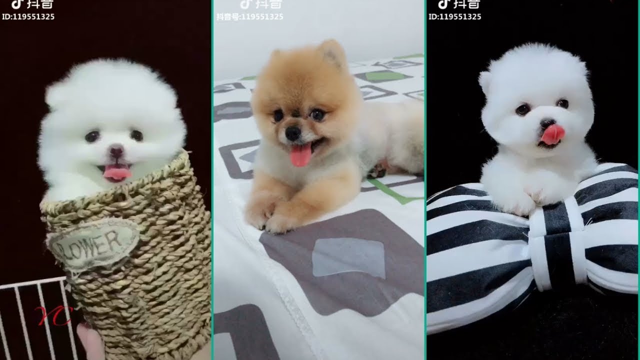 Funny Pomeranian | Cute Pomeranian| Mini Pomeranian Compilation #10