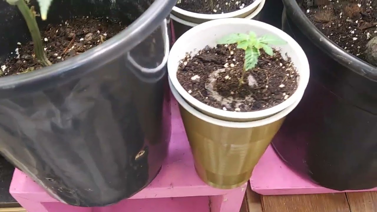 week 7 veg indoor closet cannabis grow🔥🌱🌿🍃🌳🌲🔥
