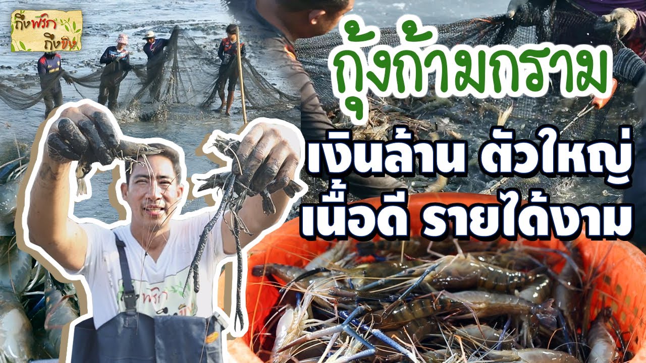 กุ้งก้ามกราม ไซส์เบิ้ม เนื้อดี ขายส่งง่าย I ถึงพริกถึงขิง