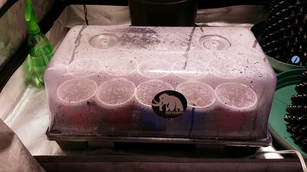 Day 3, Ygrow 600 series. 10 of 10 popped