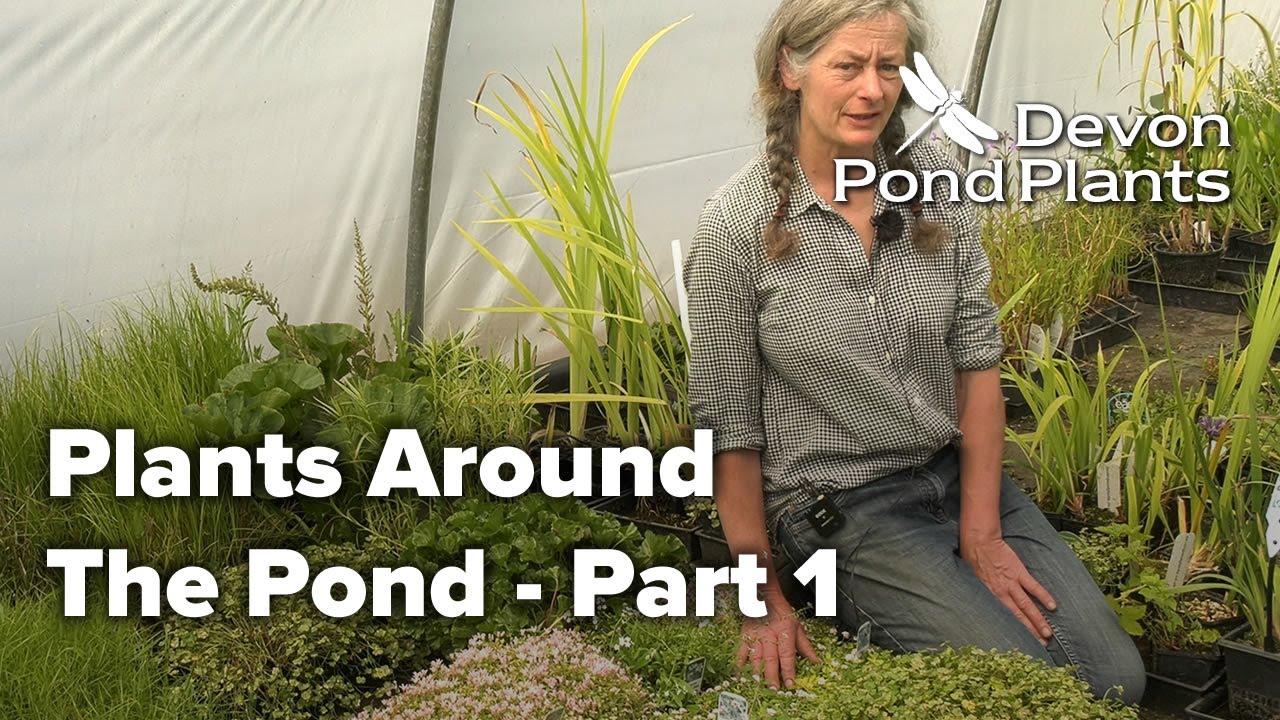 Plants Around The Pond - Part 1