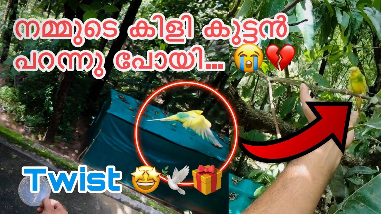 കിളി കുട്ടൻ കൂട്ടിൽ നിന്നും പറന്നു പോയി 💔 | Bought new surprise bird 🎁🕊