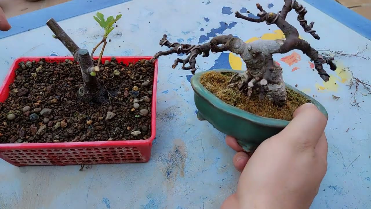Empezar higuera Mame o Shohin - Bonsai Facil