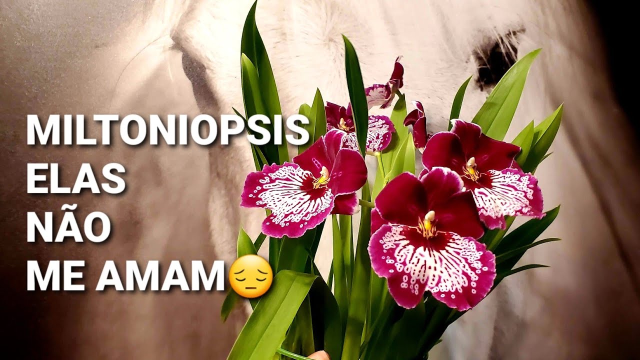 ORQUIDEAS MILTONIOPSIS,COMO NÃO MATALAS?COMO CUIDAR.