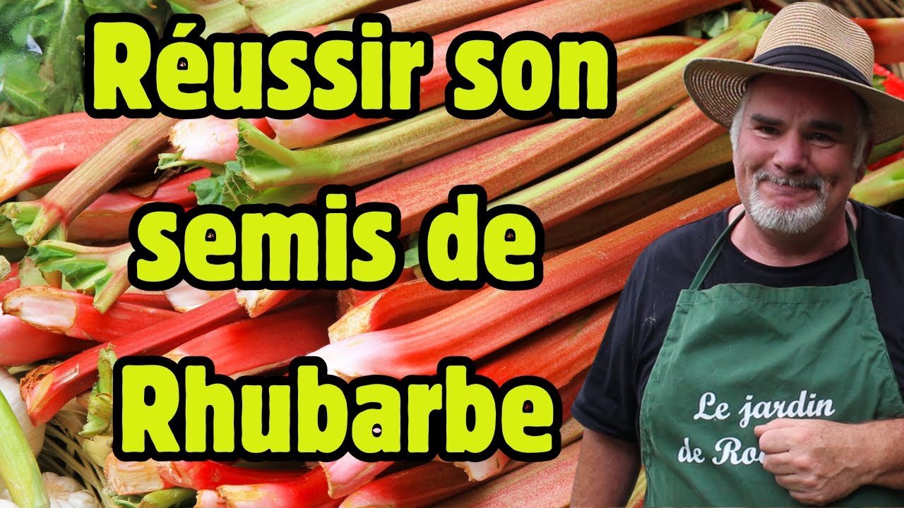5 astuces pour réussir le Semis de la rhubarbe