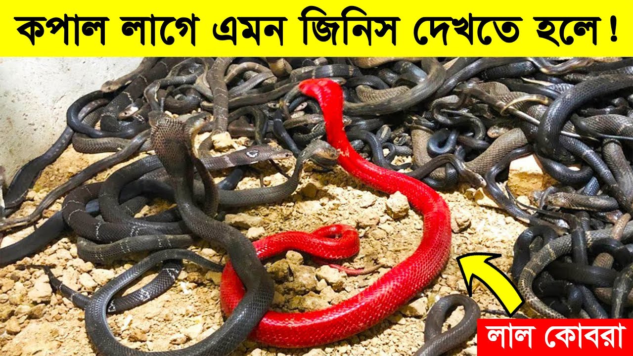 কোটিতে ও একবার দেখা যায় না এমন প্রানী , যা দেখতে হলেও কপাল লাগে - মায়াজাল