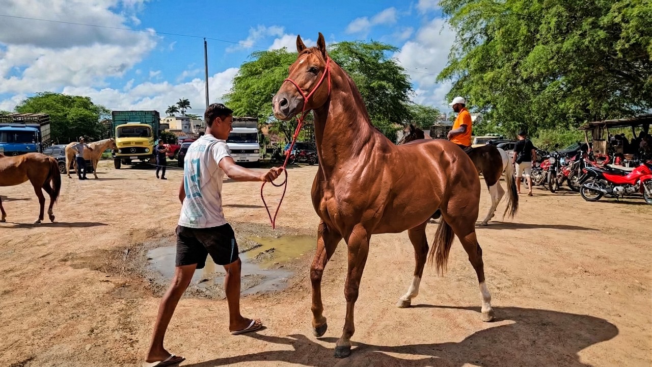 FEIRA DE CAVALOS DE ALTINHO PE, SÁBADO, (07/03/2026) #nordeste