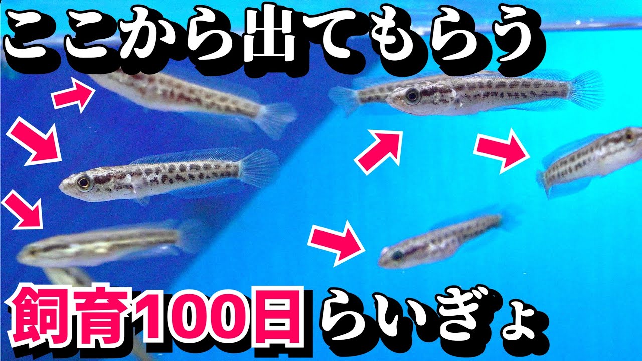 ライギョの赤ちゃん育てて100日経過【生き餌で育ったライギョとの差】