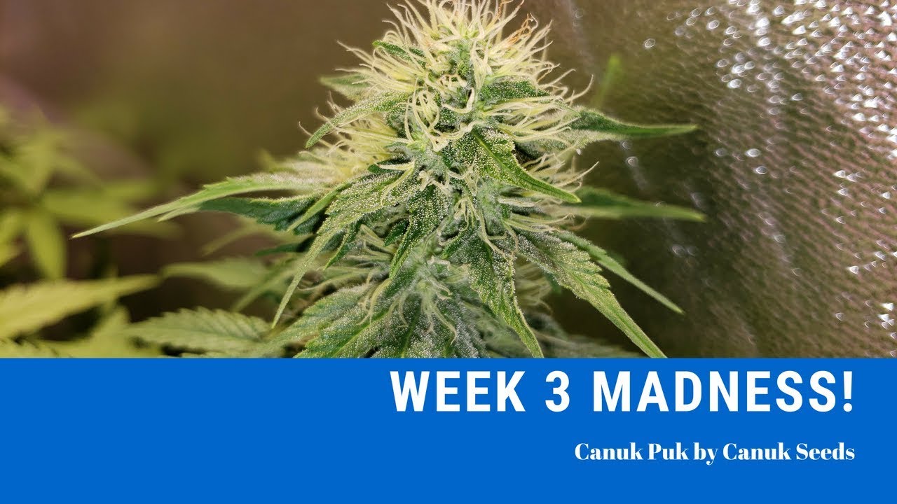 Week 3 Madness! - Canuk Puk
