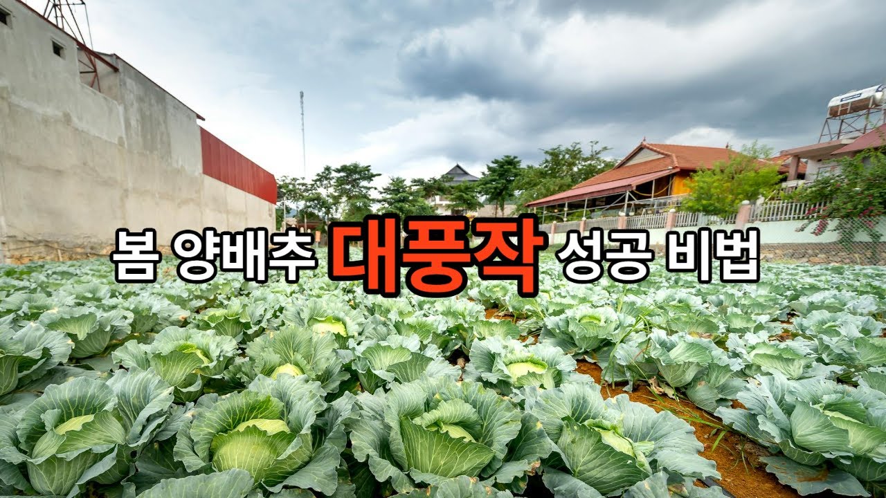 양배추 재배 이렇게요
