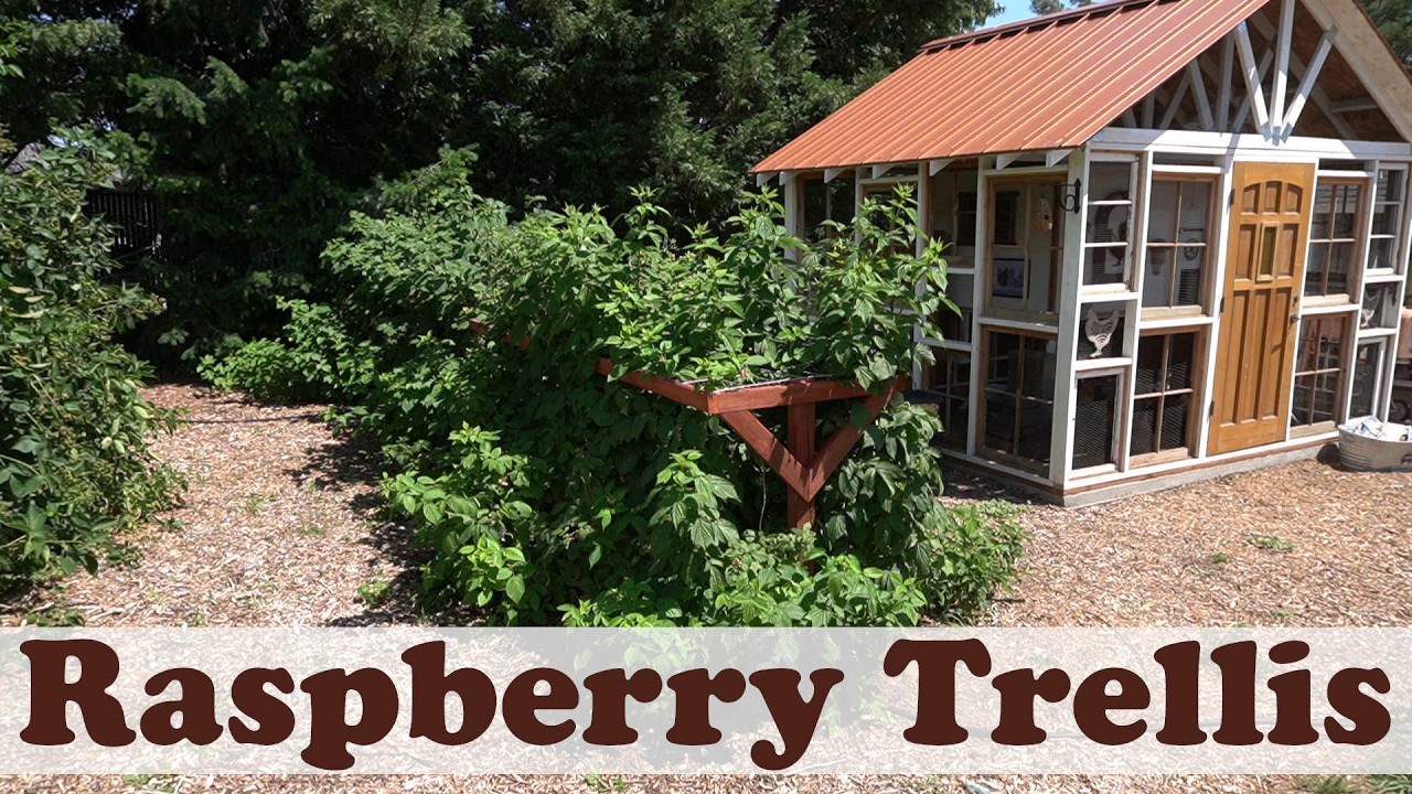 Building the Best Raspberry Trellis for your Raspberries