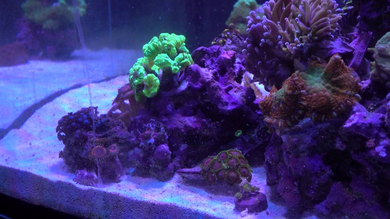 Let's talk about Yasha goby + Randalls Pistol Shrimp!